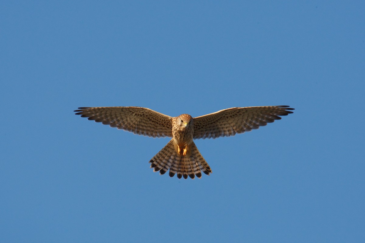 Eurasian Kestrel - ML613503350