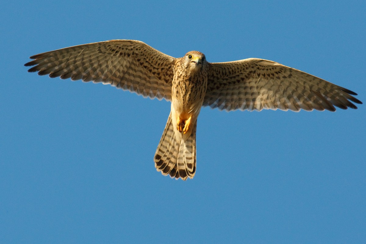 Eurasian Kestrel - ML613503354