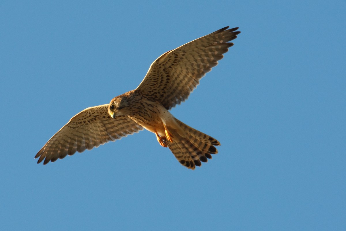 Eurasian Kestrel - ML613503363