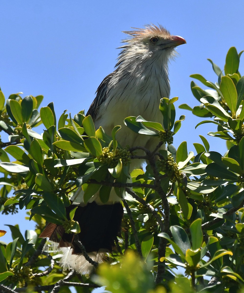 Guira Cuckoo - ML613503451