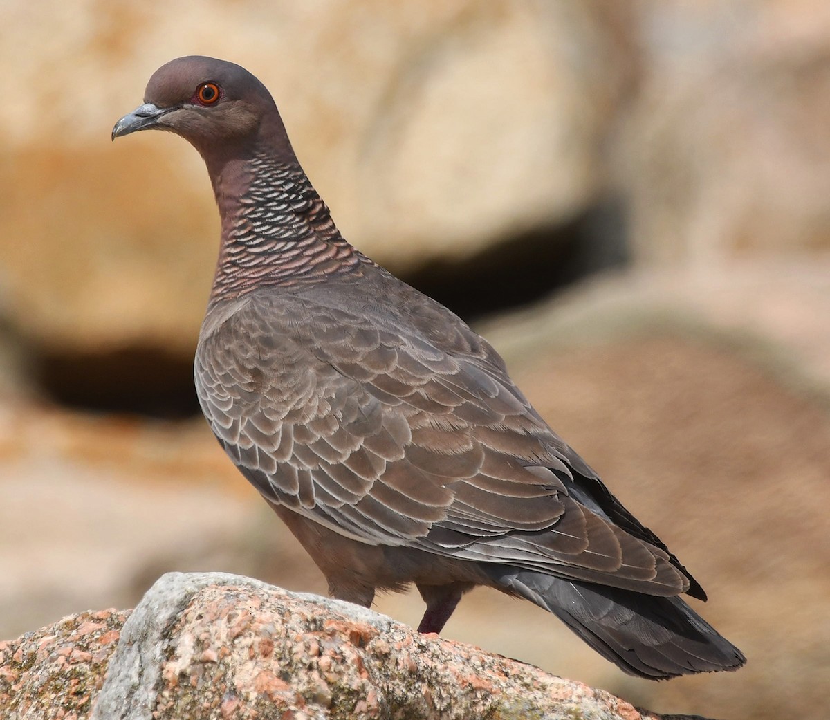 Picazuro Pigeon - ML613503509