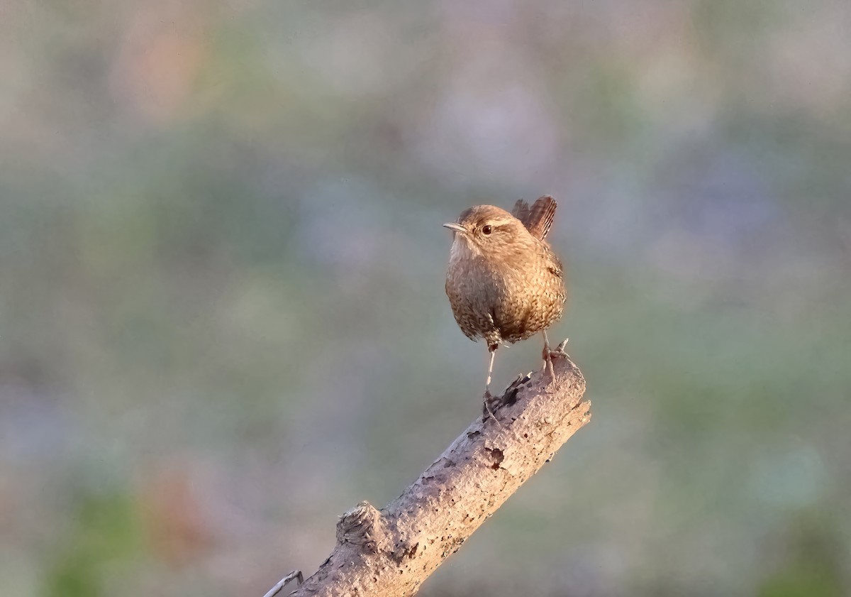 Winter Wren - ML613503563