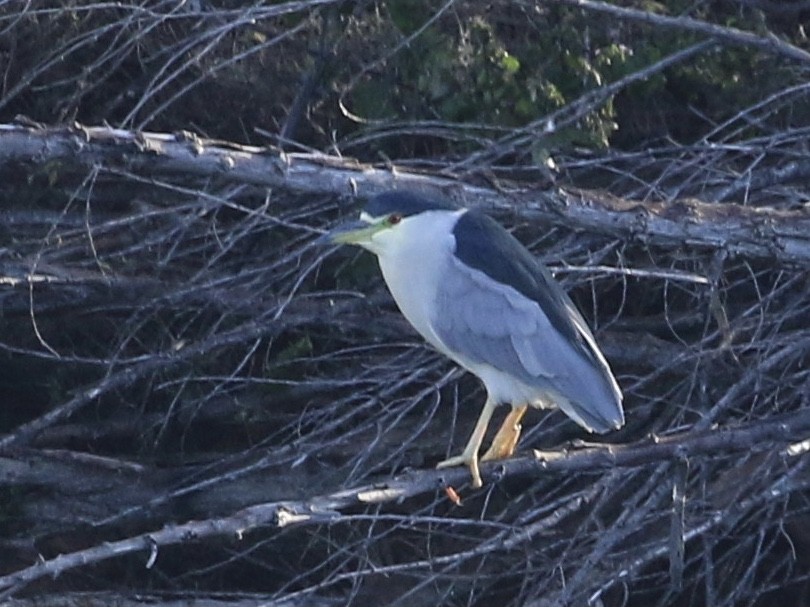 Black-crowned Night Heron - ML613503575