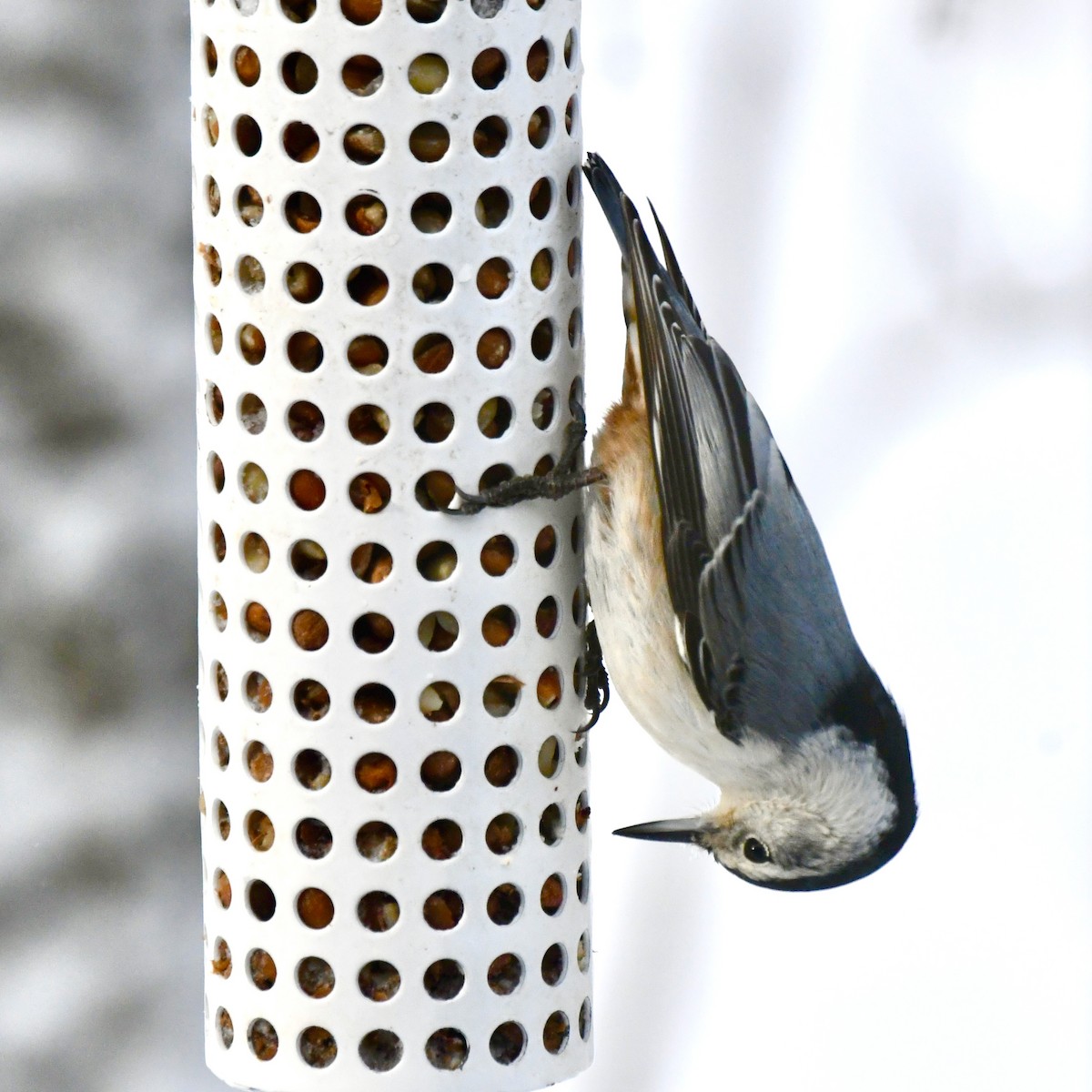 White-breasted Nuthatch - Michael Hatton