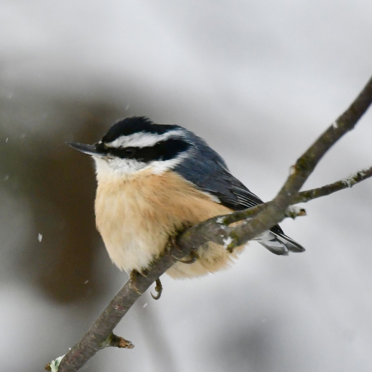 Red-breasted Nuthatch - ML613503665