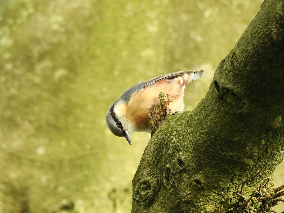 Eurasian Nuthatch (Western) - ML613503690