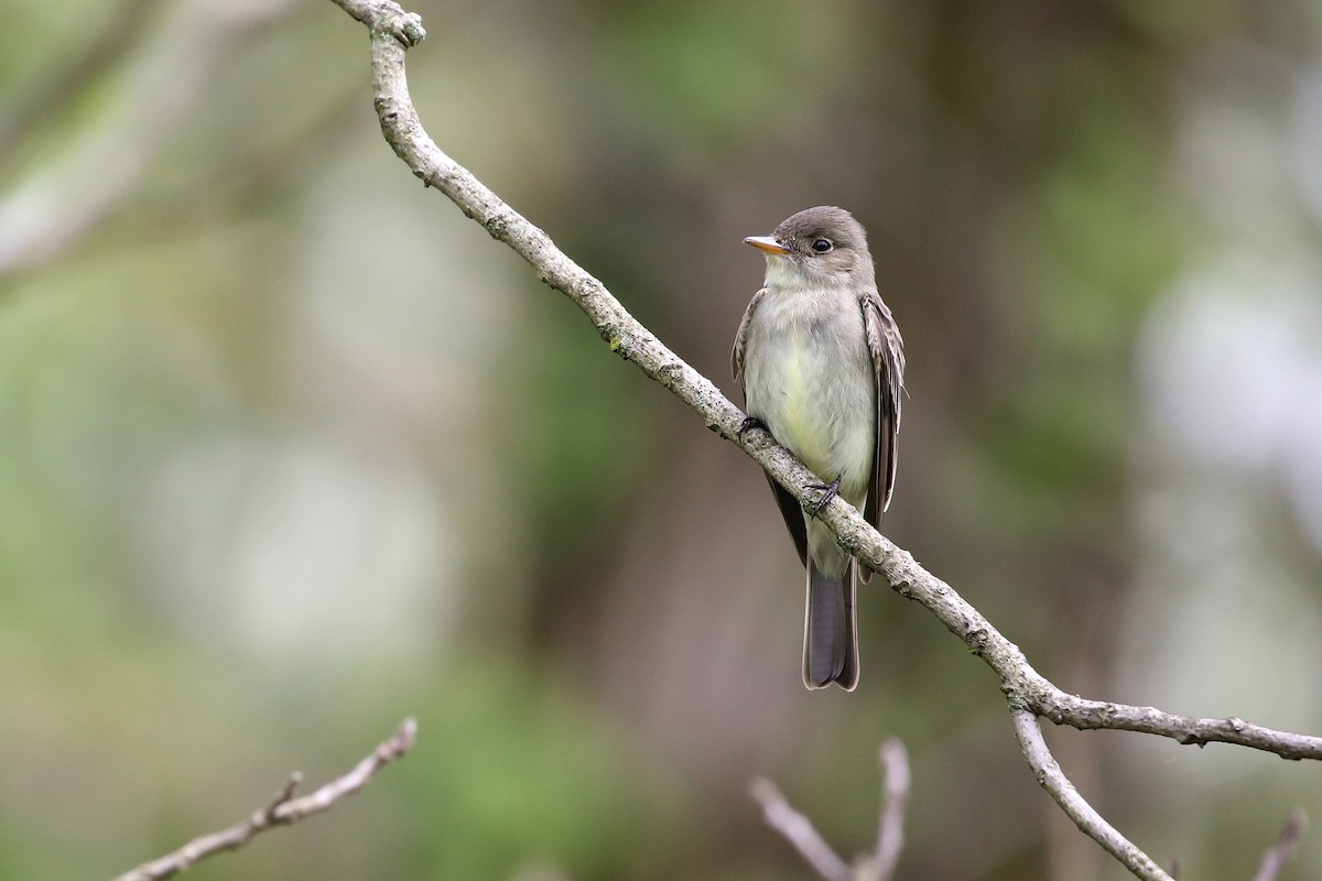 Eastern Wood-Pewee - ML613503705