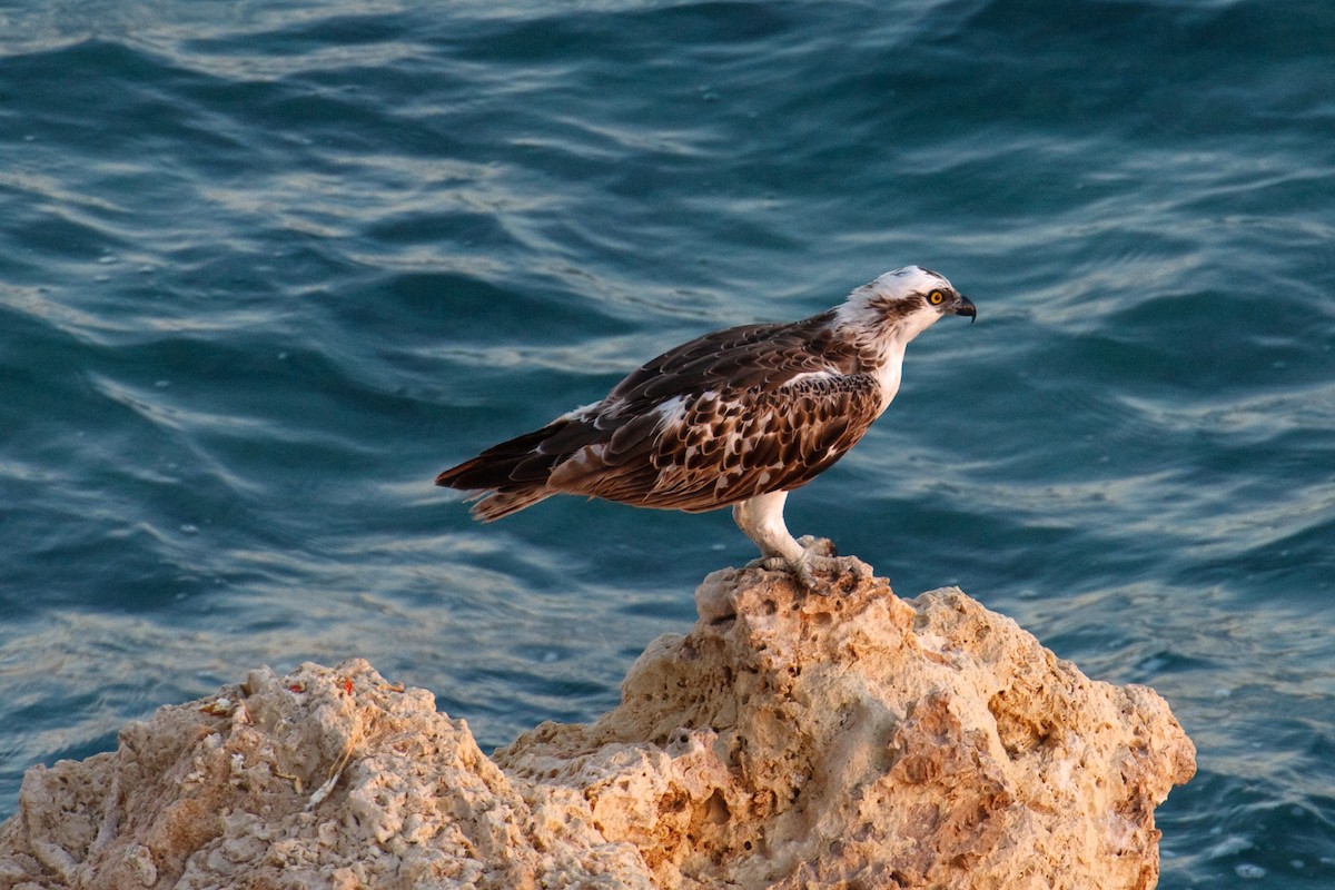 Águila Pescadora - ML613503755