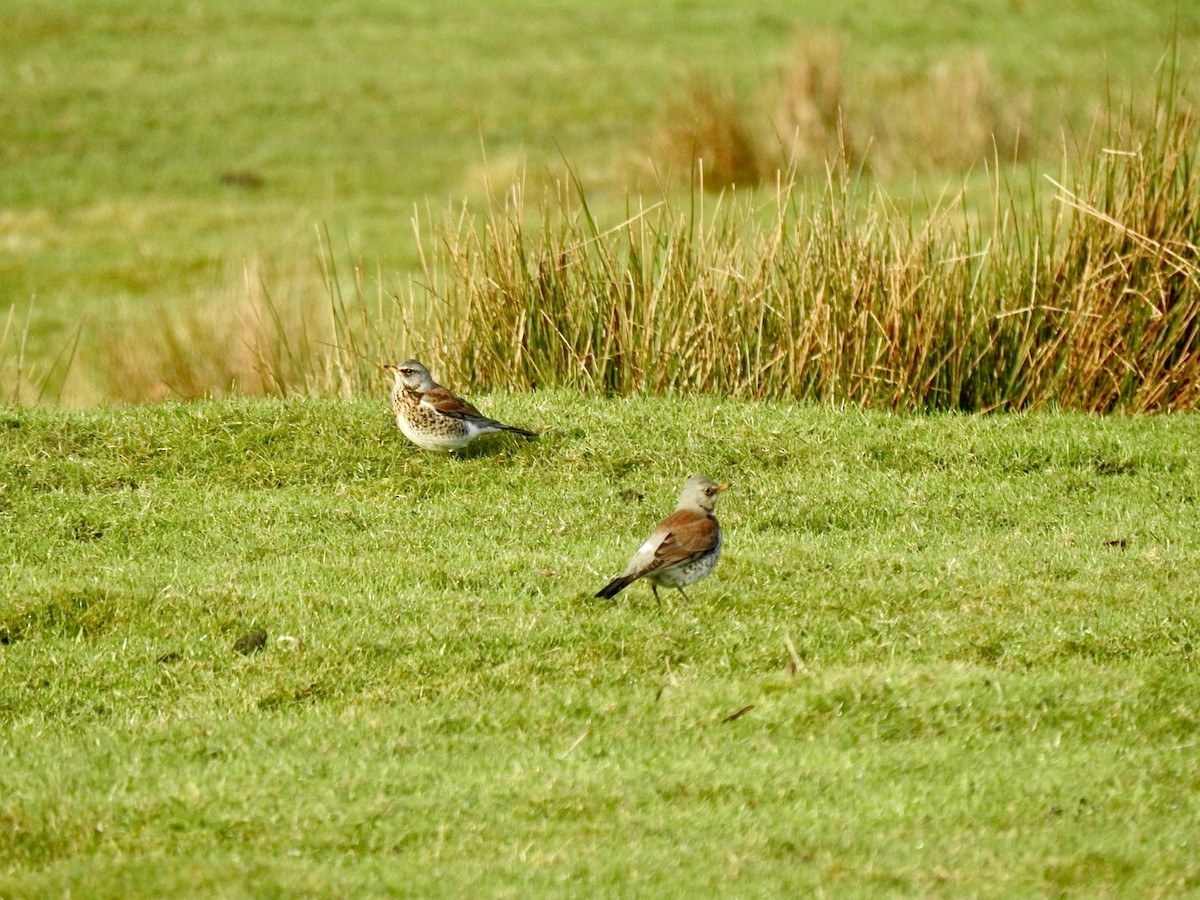 Fieldfare - ML613503767