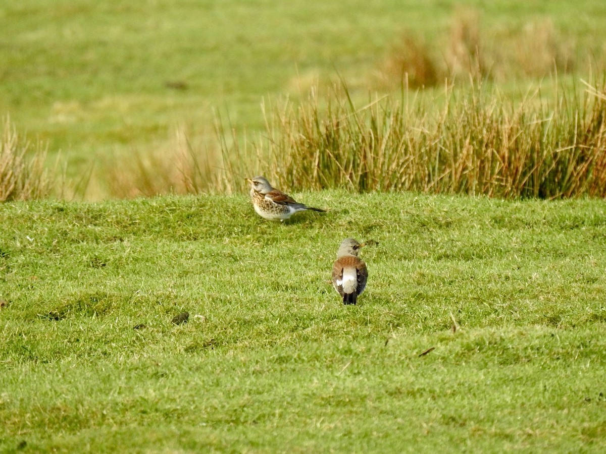 Fieldfare - ML613503768