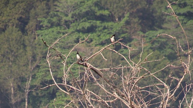 Red-whiskered Bulbul - ML613503774