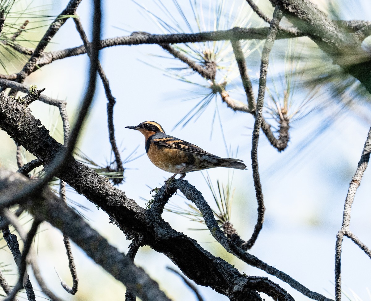 Varied Thrush - ML613503779