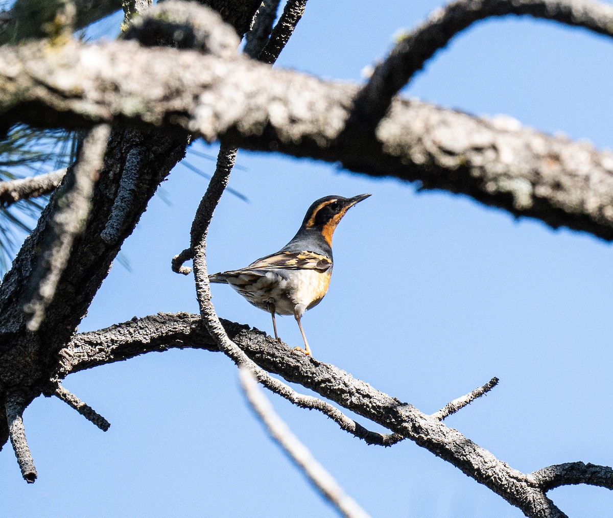 Varied Thrush - ML613503780