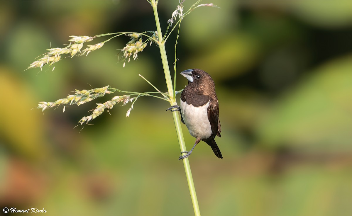 White-rumped Munia - ML613503781