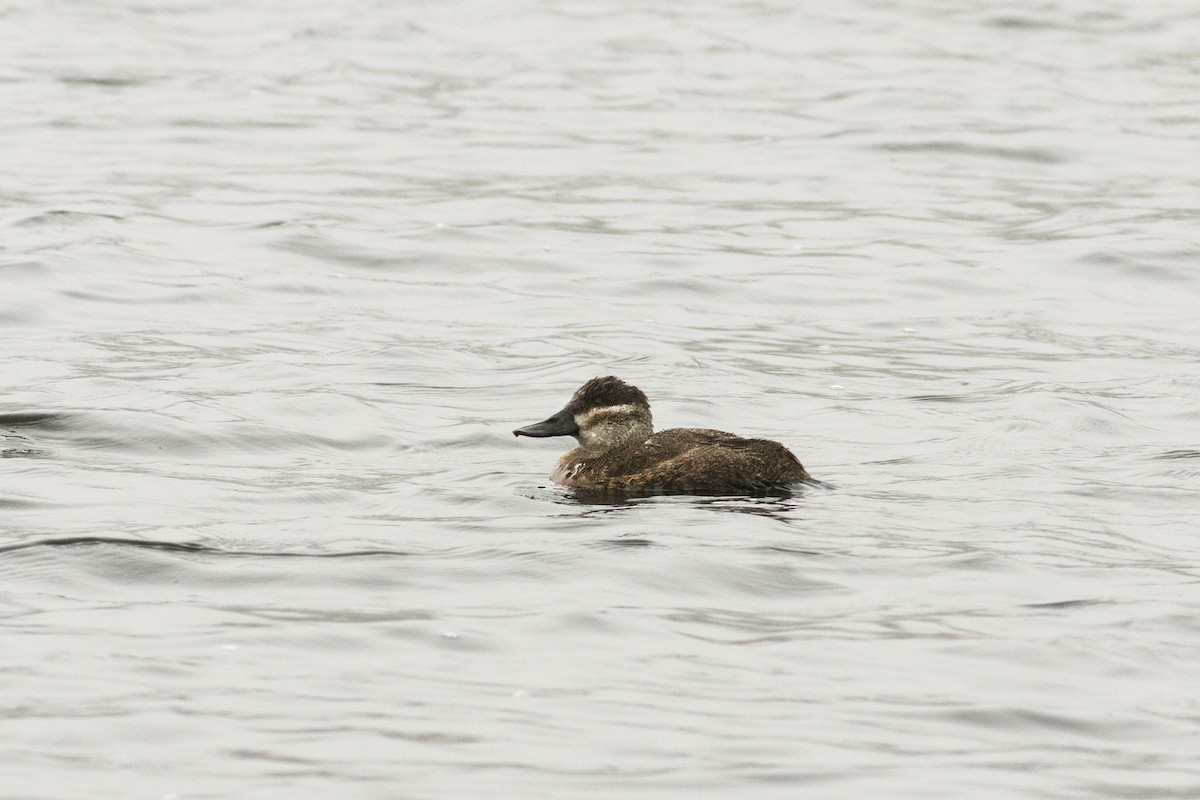 Andean Duck - ML613503797