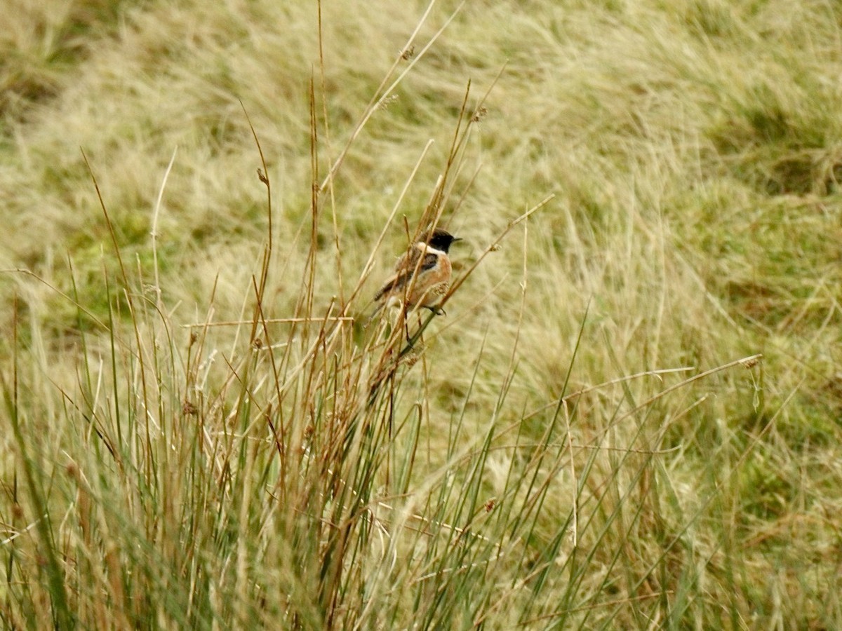 European Stonechat - ML613503800