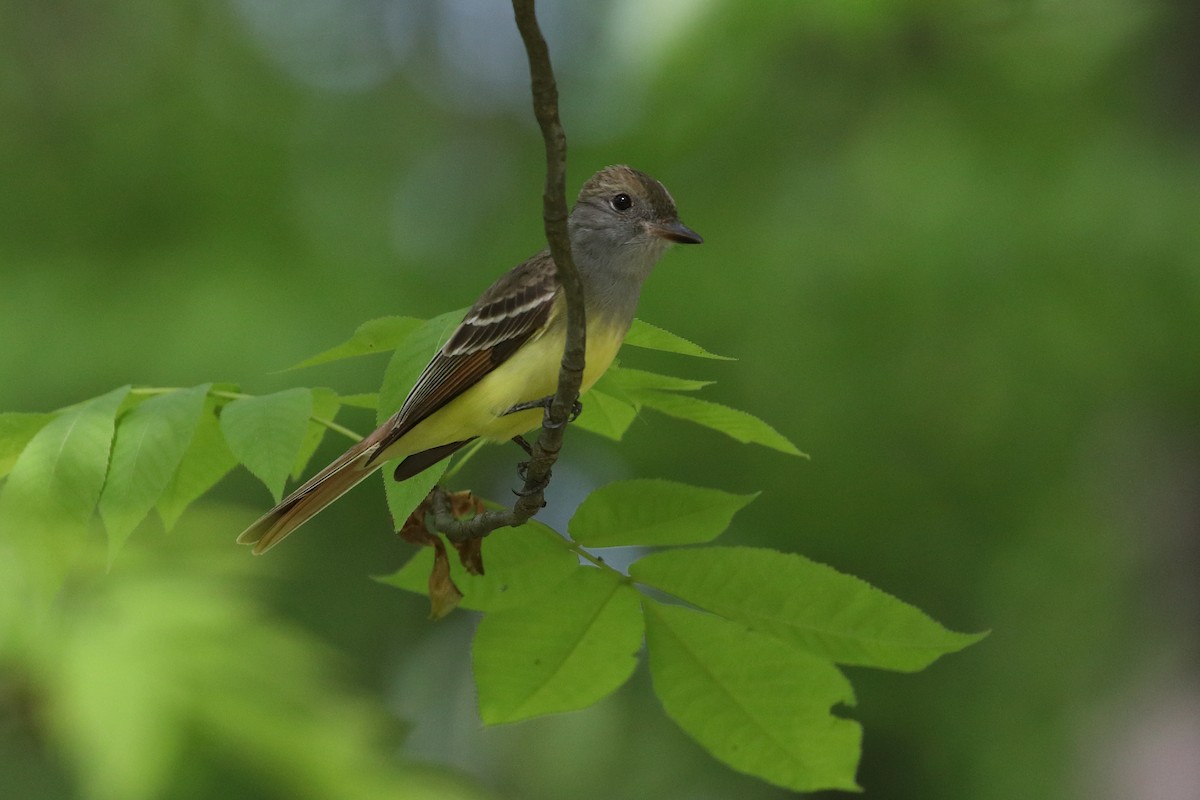 Great Crested Flycatcher - ML613503809