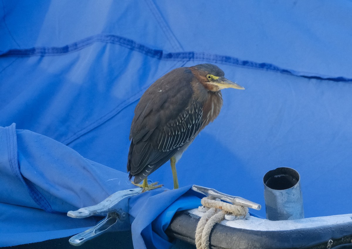 Green Heron - ML613503827