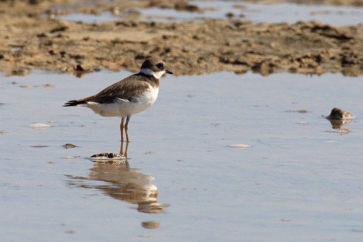 Kentish Plover - Anonymous