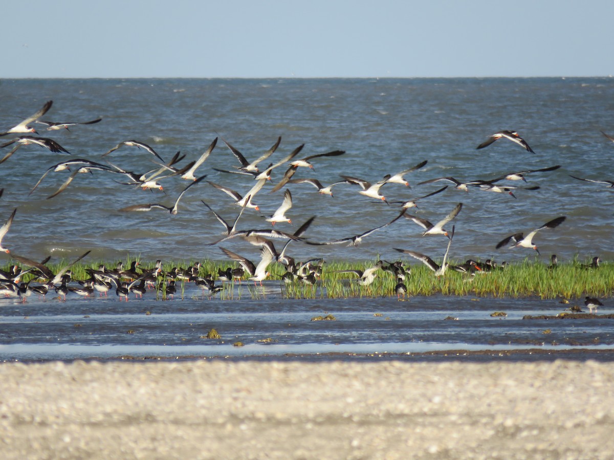 Black Skimmer - ML613503926
