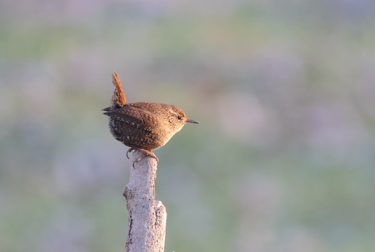 Winter Wren - ML613503942