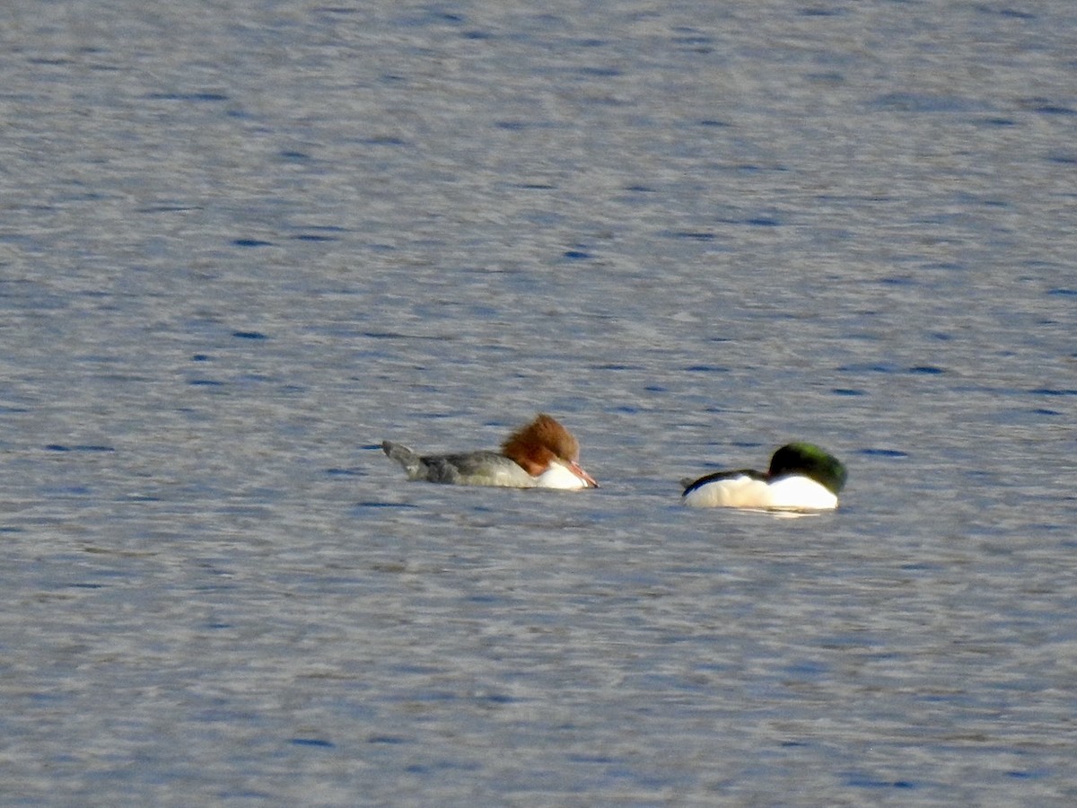 Большой крохаль (merganser/orientalis) - ML613503943