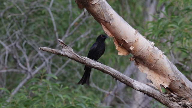 Drongo Escamoso - ML613504003