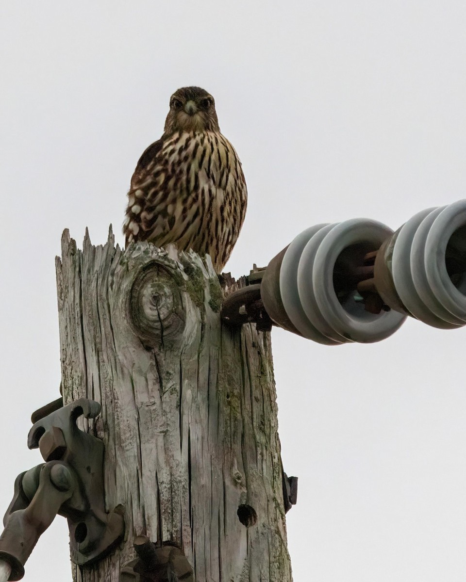 Merlin - ML613504080