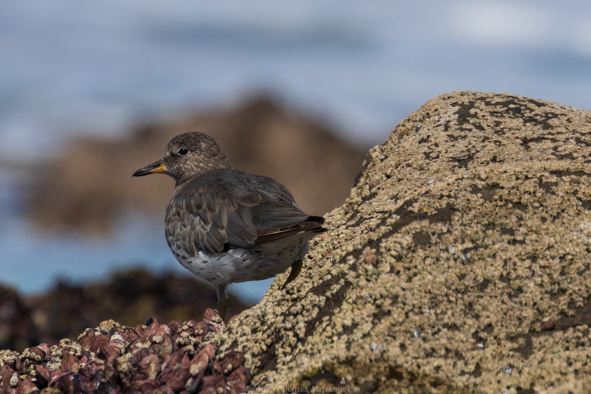 Surfbird - ML613504142