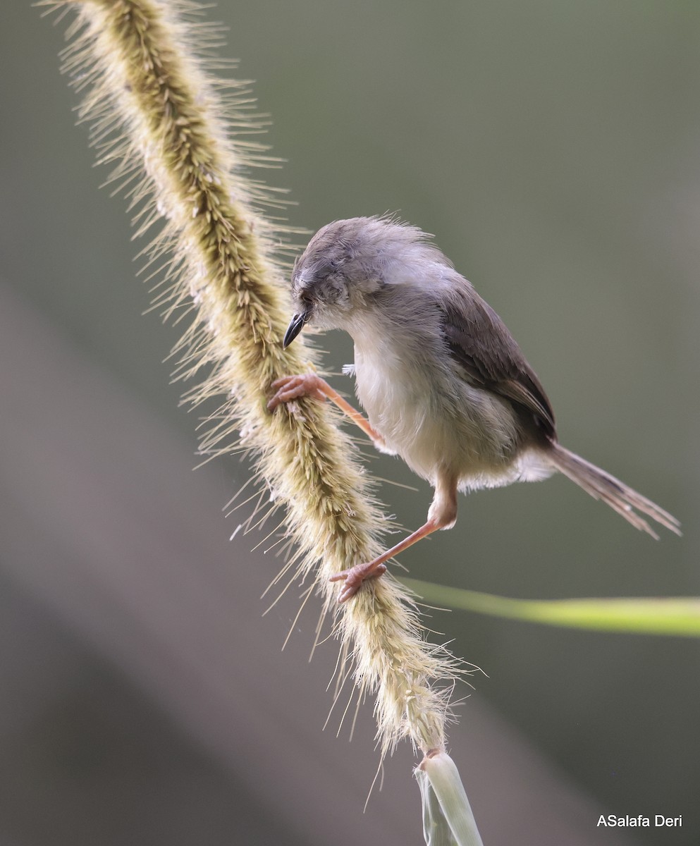 Tawny-flanked Prinia - ML613504144