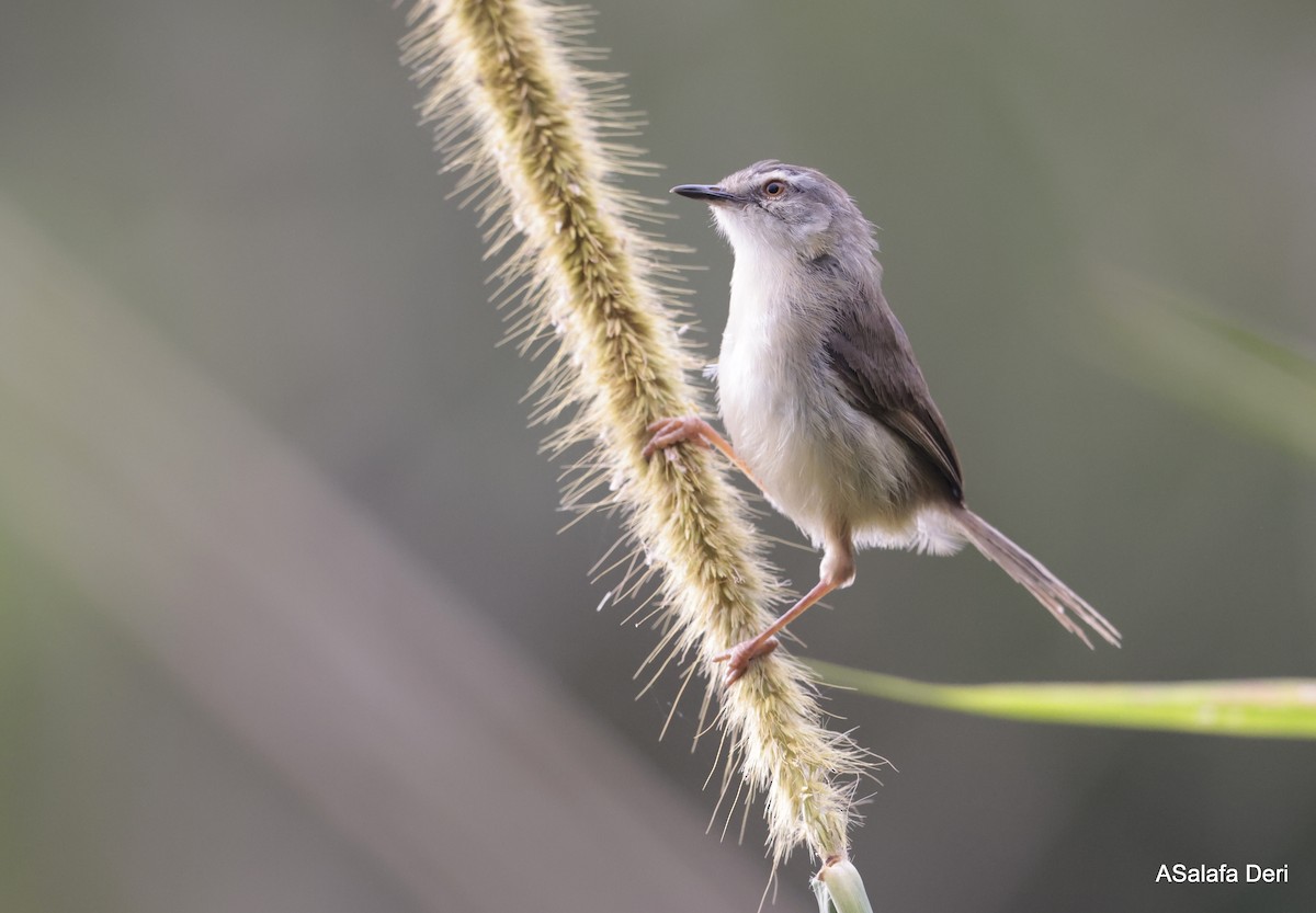 Tawny-flanked Prinia - ML613504145