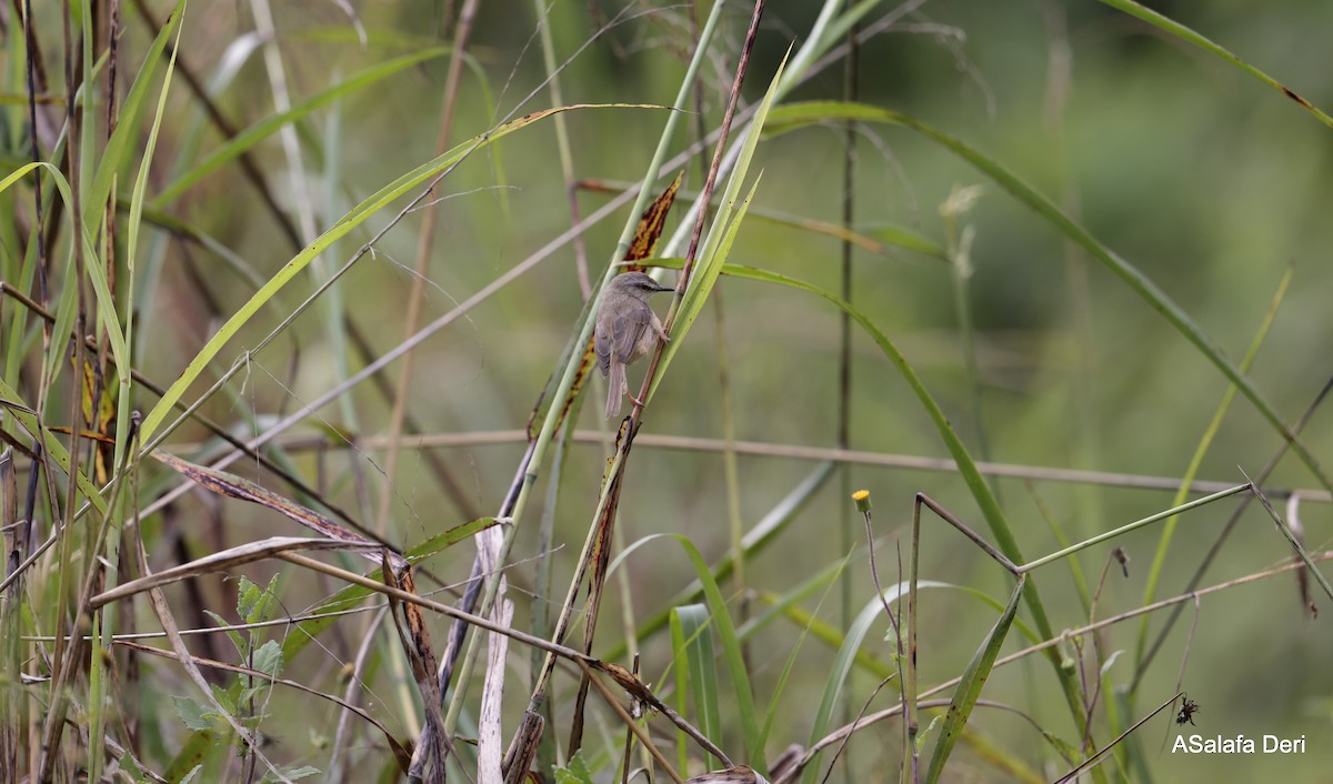 Tawny-flanked Prinia - ML613504146