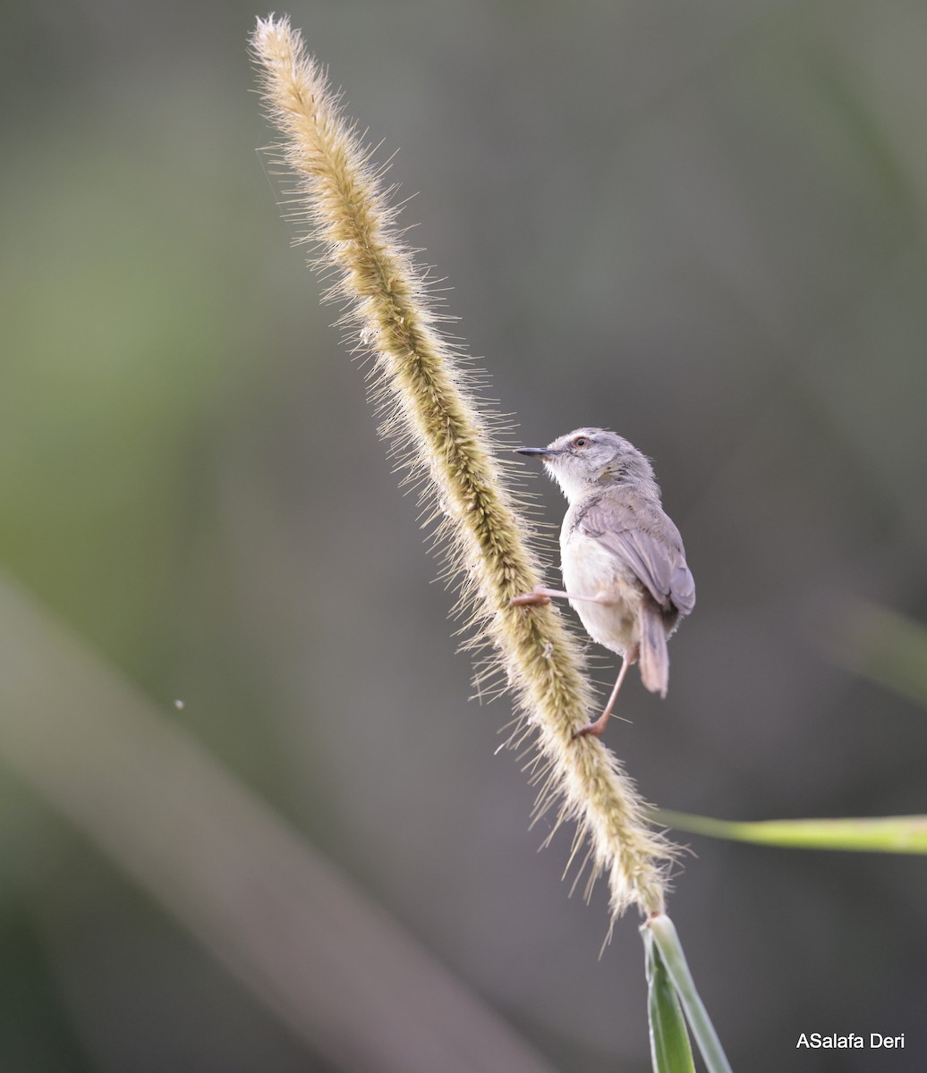 Tawny-flanked Prinia - ML613504147