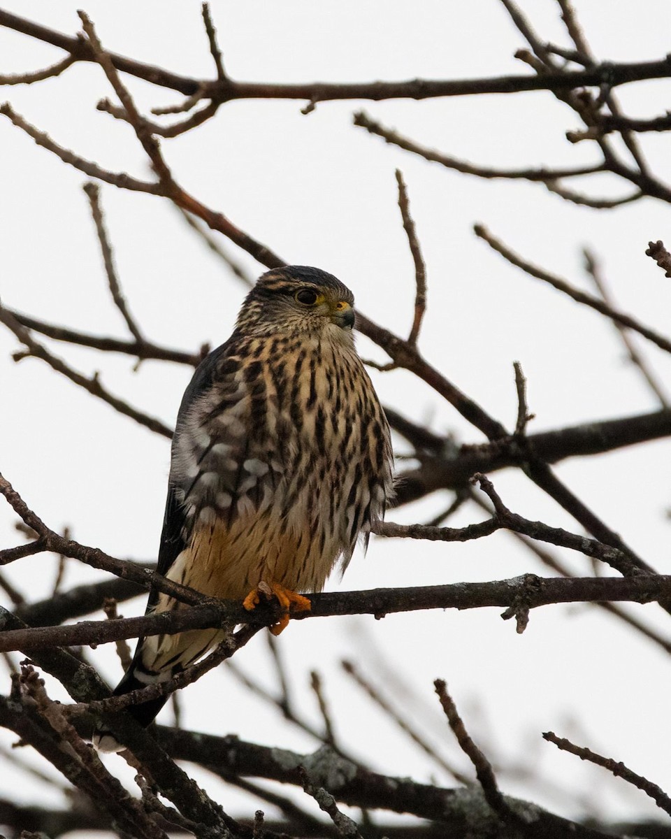 Merlin - ML613504153