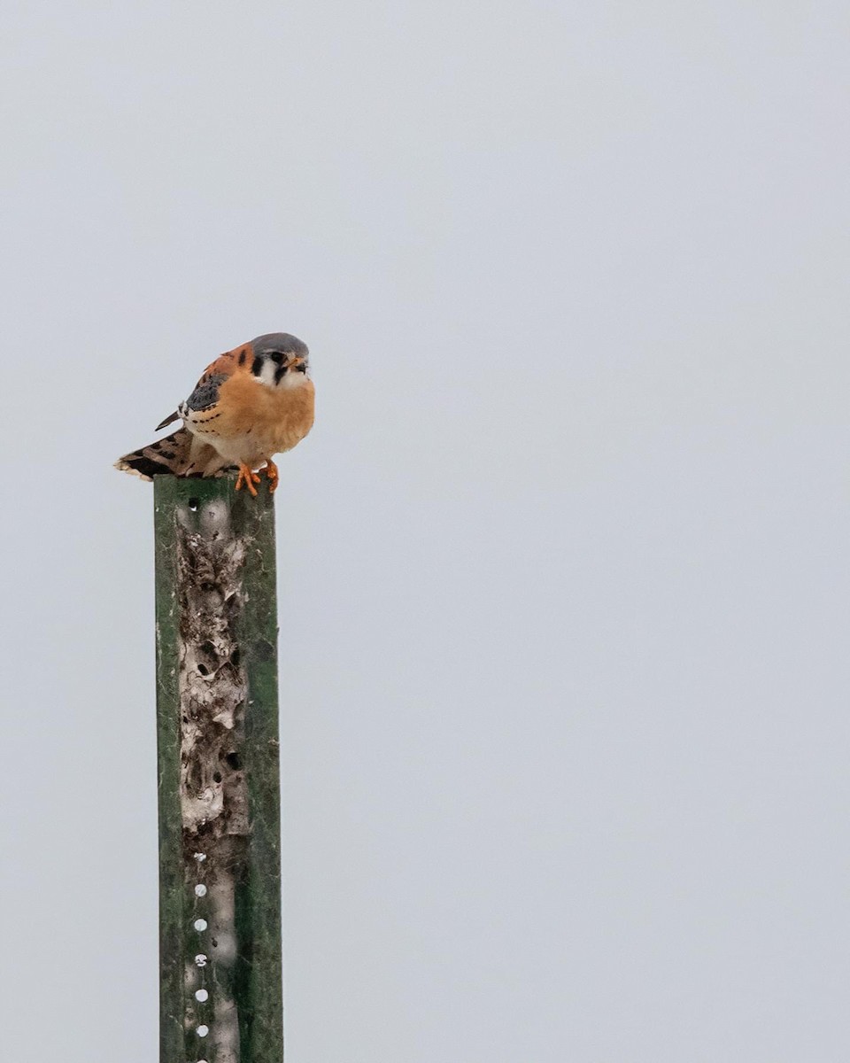 American Kestrel - ML613504175