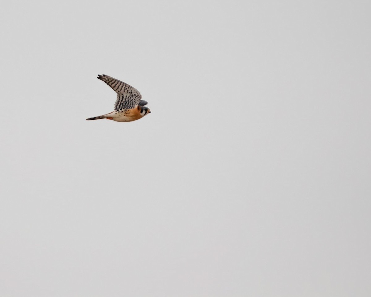 American Kestrel - ML613504176