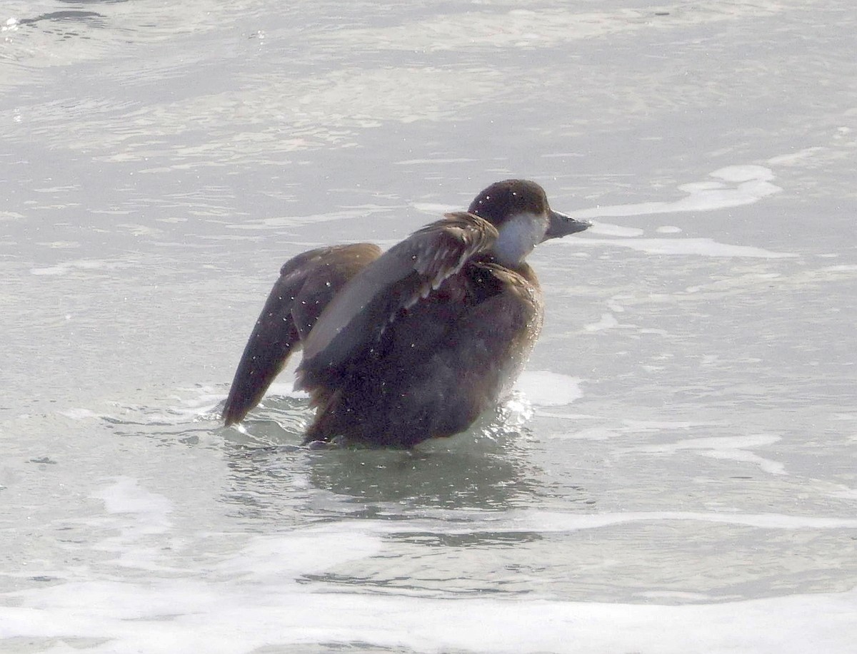 Black Scoter - ML613504210