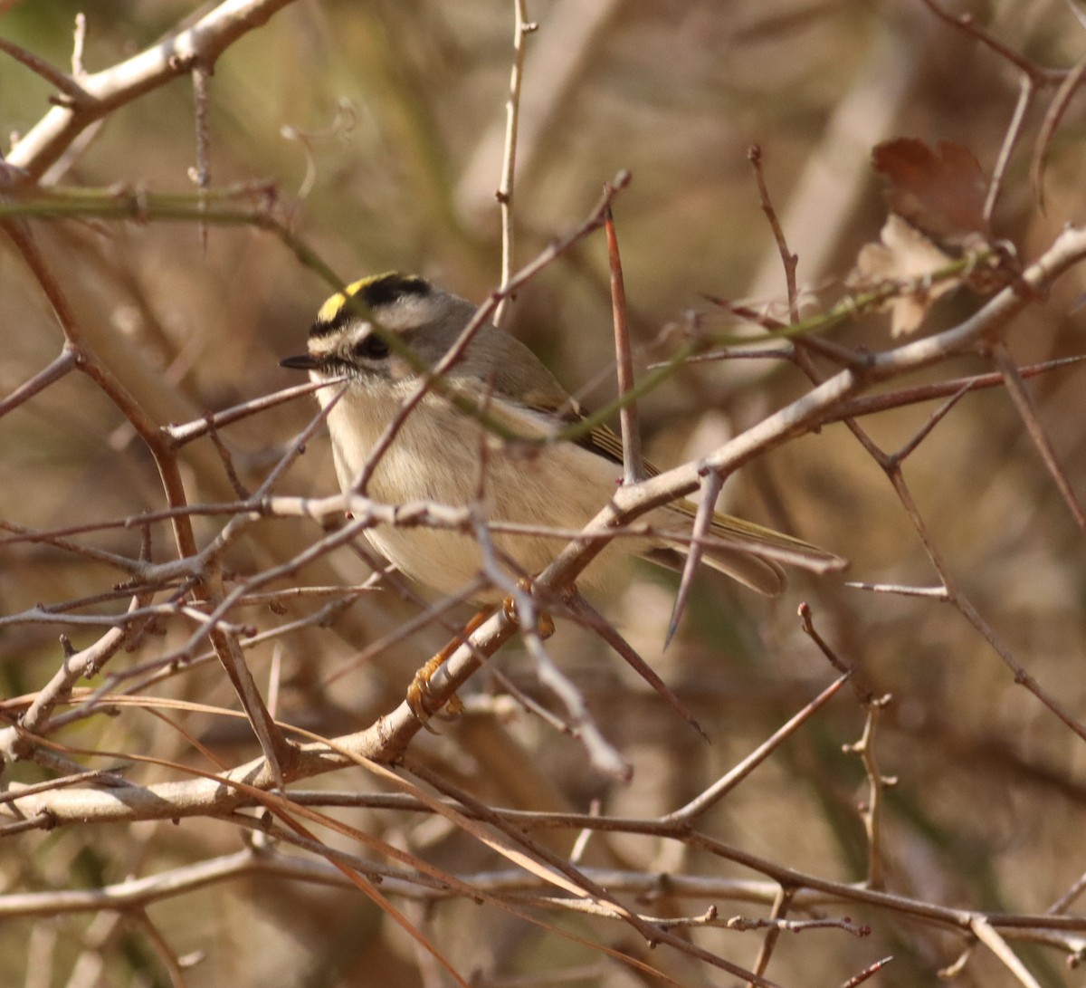 Roitelet à couronne dorée - ML613504268