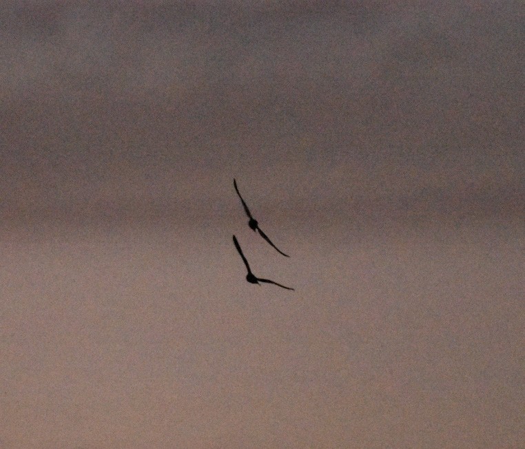 Short-eared Owl - ML613504274