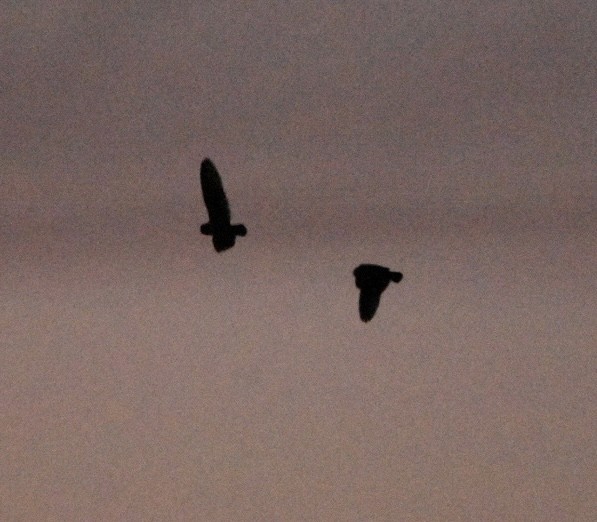 Short-eared Owl - ML613504275