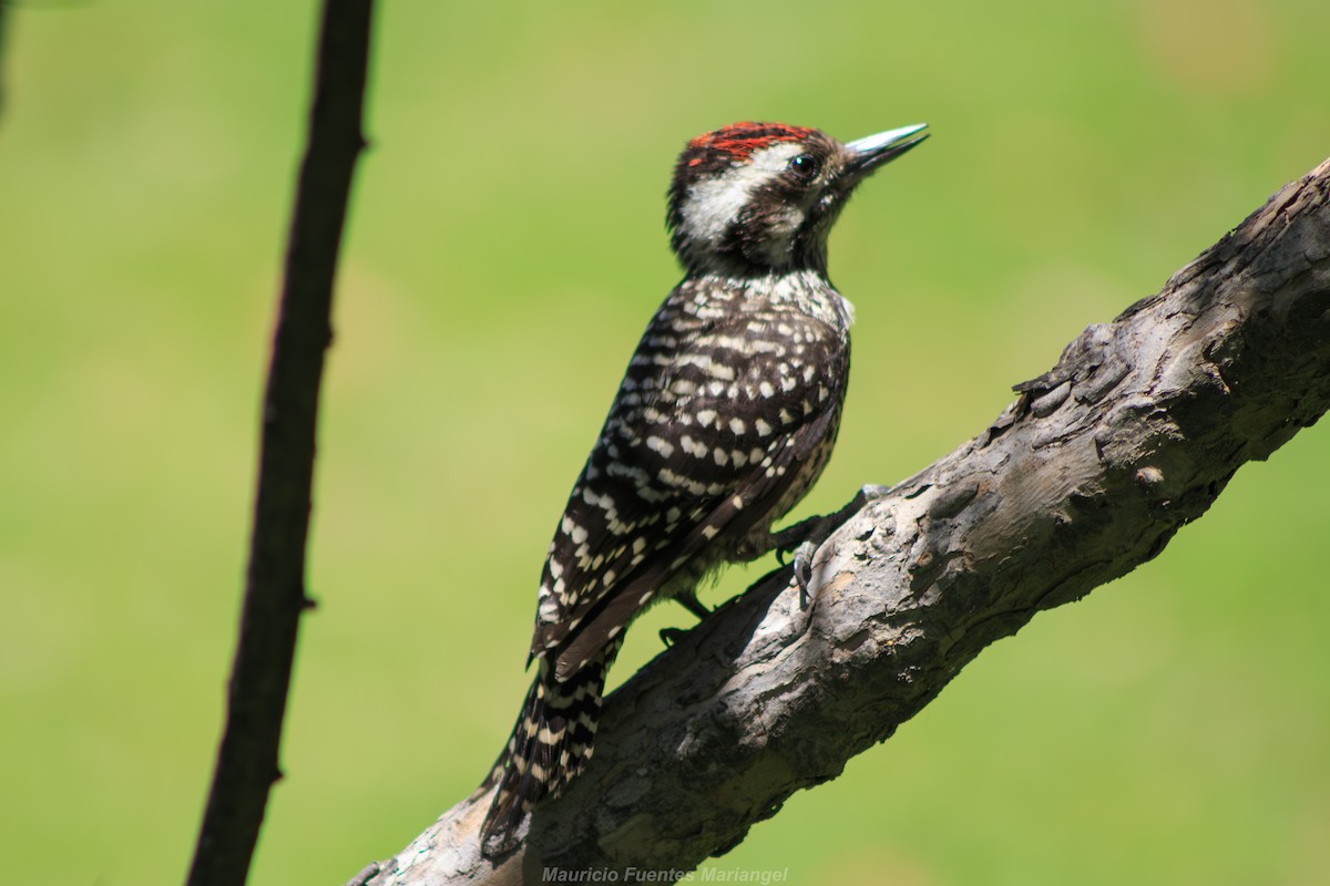 Striped Woodpecker - ML613504352