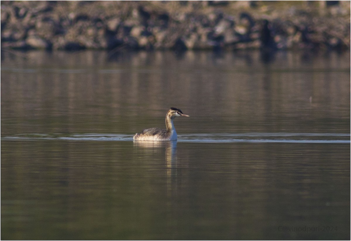 Great Crested Grebe - ML613504356