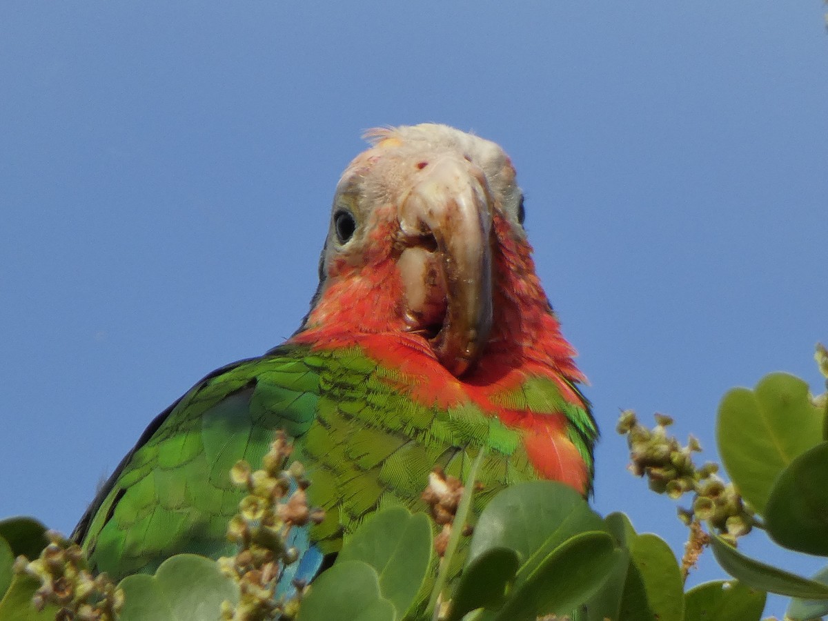 Cuban Parrot - ML613504368