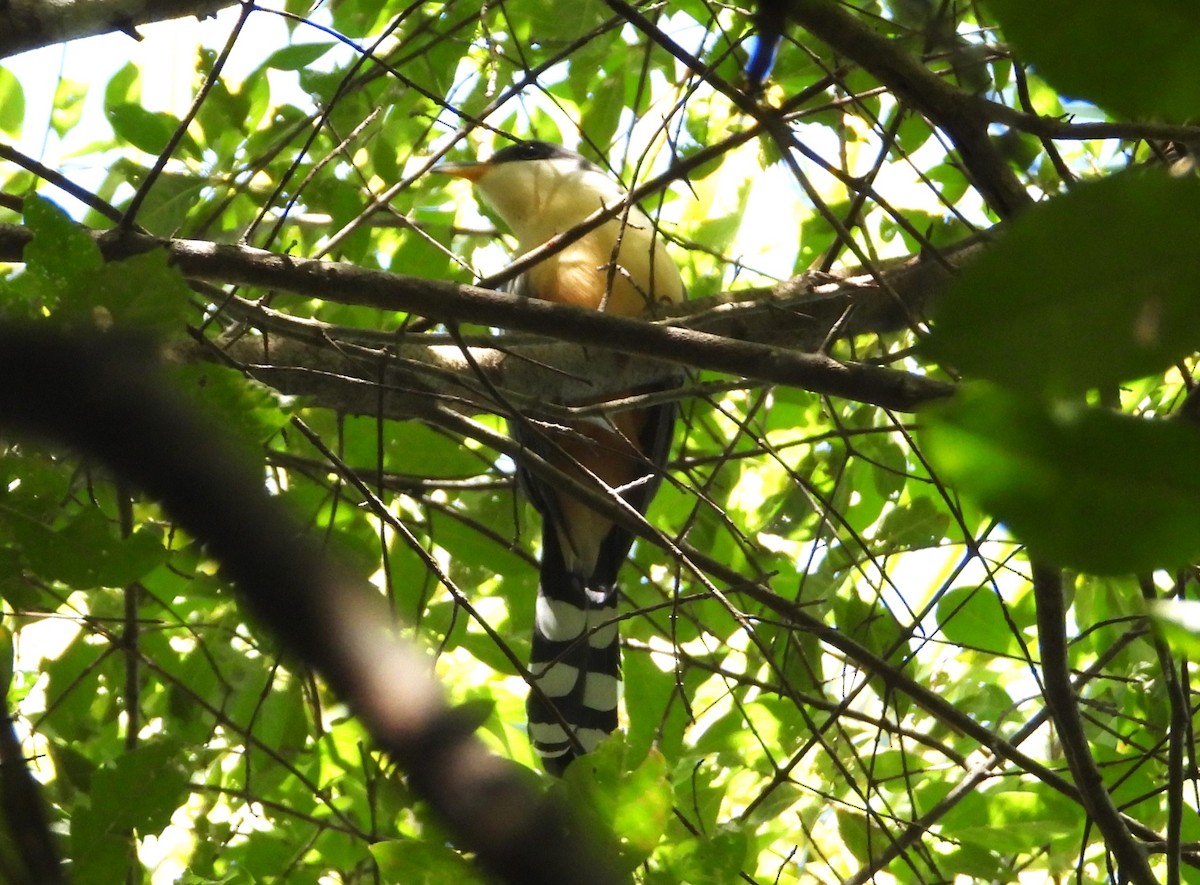 Mangrove Cuckoo - ML613504429