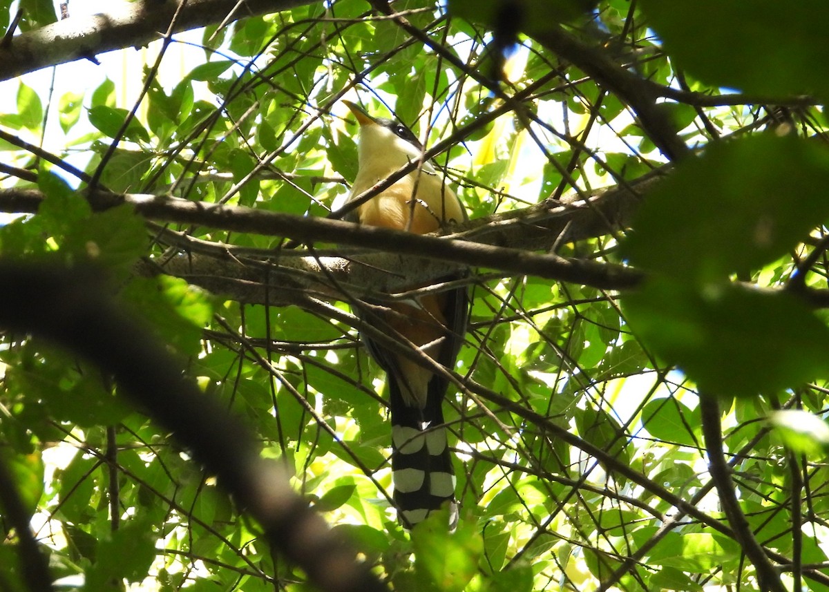 Mangrove Cuckoo - ML613504434