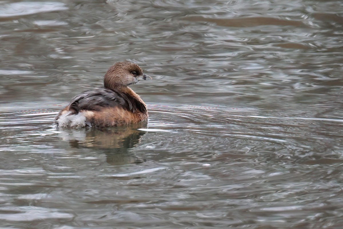 Pied-billed Grebe - ML613504440