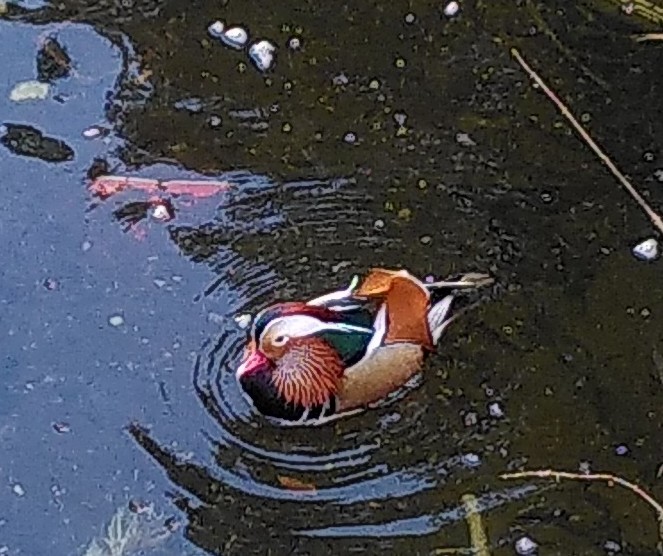 Mandarin-ahatea - ML613504468
