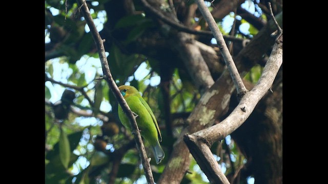 Jerdon's Leafbird - ML613504510