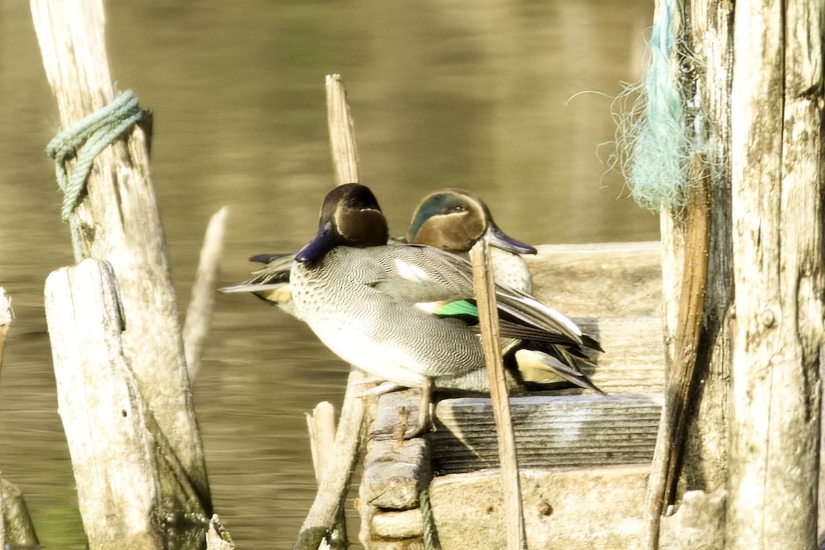 Green-winged Teal (Eurasian) - ML613504610