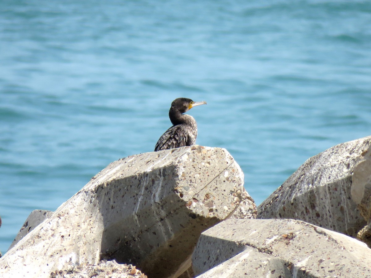 Great Cormorant - ML613504684